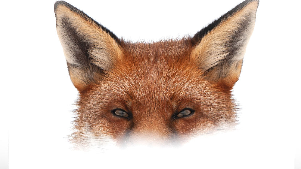Red Fox by Chris Packham